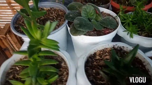 🌸Paano ba?dumami ang mga halaman ko🌱🌿 смотреть онлайн