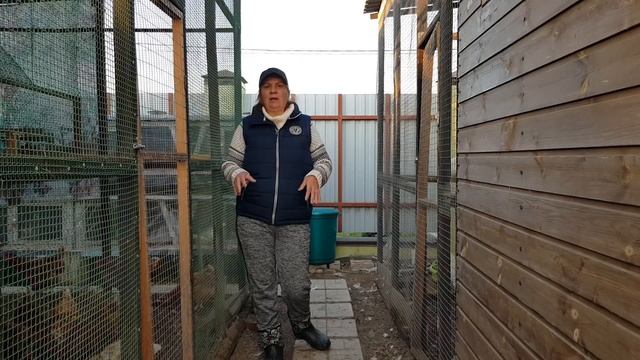 Высокая яйценоскость - норма в моем хозяйстве. Делюсь секретами! смотреть онлайн