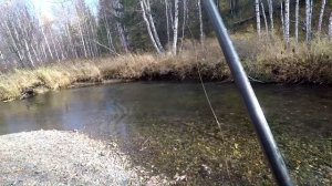 Ловля  Хариуса в глухой в ДИКОЙ ТАЙГЕ ОКТЯБРЬ.19г(Медвежья ТРОПА,Маралья РЕКА)