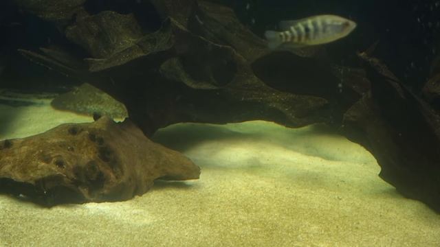 Индийский нож смотреть онлайн