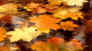 Плывет листочек по воде. из к/ф "Ветер странствий"  1978г.