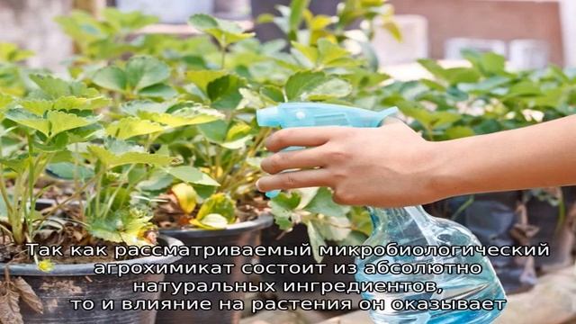 Фитоспорин для клубники смотреть онлайн