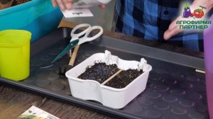 СЕЕМ СЕЛЬДЕРЕЙ НА РАССАДУ