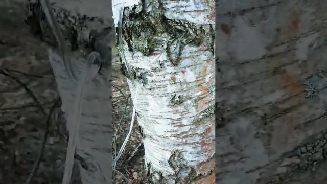 Сбор берёзового сока при помощи капельницы
