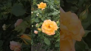 Роза Сахара, роза Концерто