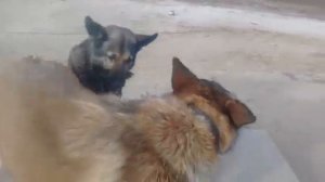 Собаки гомосеки