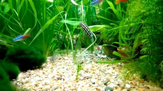 Юлидохромис на посту смотреть онлайн