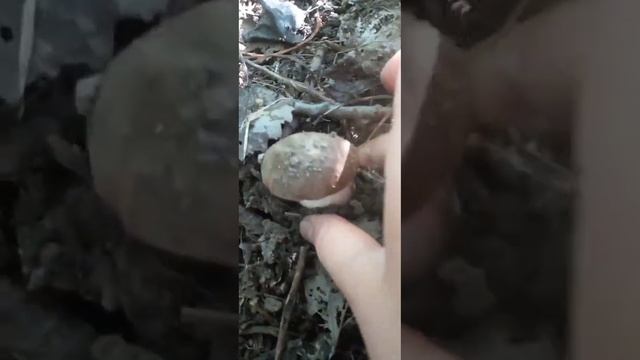 подосиновик из конца видео 15 минут откапывал! таких плотных и могучих еще никогда не видел!