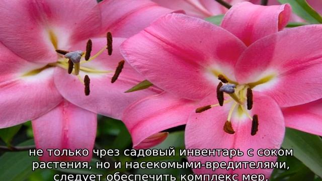 Что делать, если у лилии желтеют листья (причина и лечение) смотреть онлайн