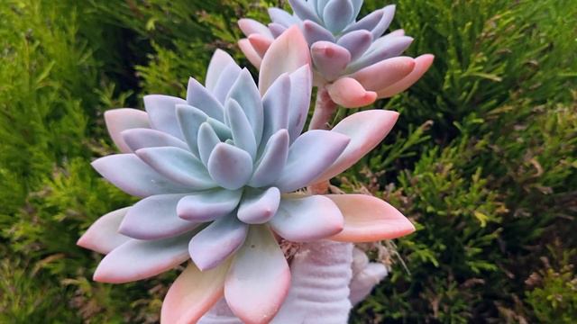 Graptoveria Opalina смотреть онлайн