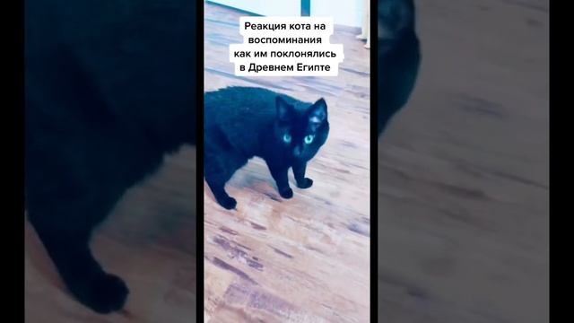 Реакция кота на воспоминания как им поклонялись в Древнем Египте смотреть онлайн