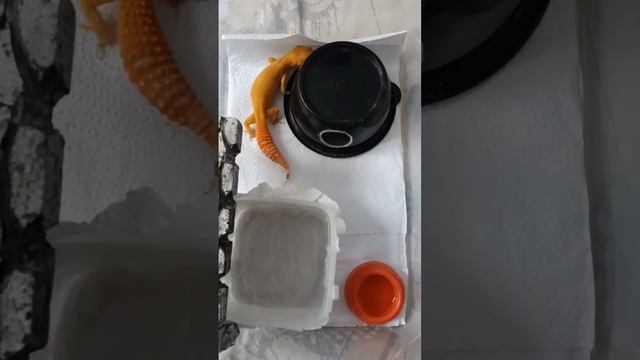 ч2 ?? #рекомендации #змея #рептилии #snake #рептилия #змеявруках #reels #эублефар смотреть онлайн