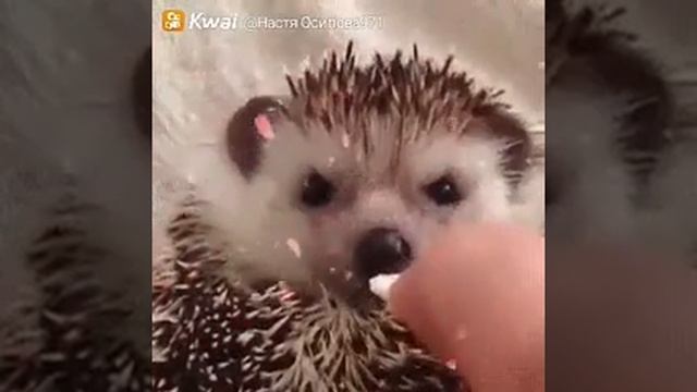 Видео о том как ёжик любит еду смотреть онлайн