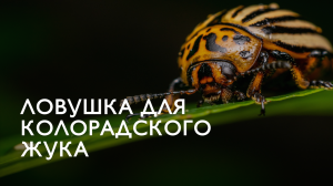 Как сделать ловушку для колорадского жука. Избавляемся от вредителей подручными способами!
