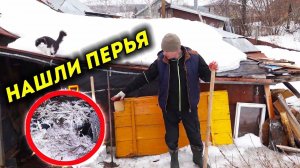 НАШЛИ ОСТАТКИ ПЕТУХА. РАСЧИЩАЕМ ДВОР. Овоскопирование удивило!