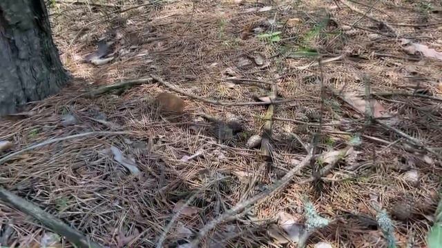 ГРИБЫ 2021!!!БЕЛЫЕ ГРИБЫ, ПОЛЬСКИЕ, МАСЛЯТА, МОХОВИКИ не перестают появляться летом! Убираем в лесу смотреть онлайн