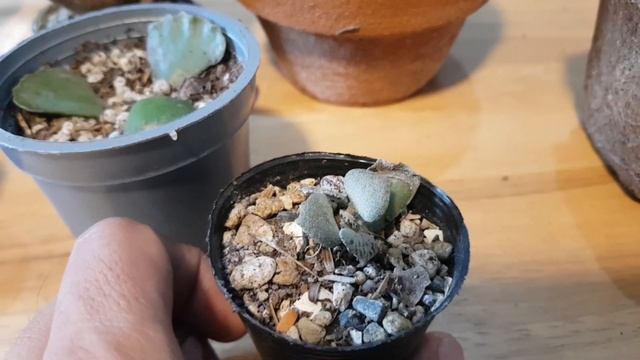 How to grow Kalanchoe Rhombopilosa from Single Leaf | Magpropagate tayo ng succulent смотреть онлайн
