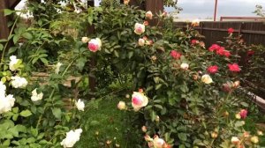 Роза Пьер де Ронсар в моем саду.Rose Pierre de RONSARDE