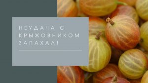 Неудача с крыжовником. Запахал 1 га.