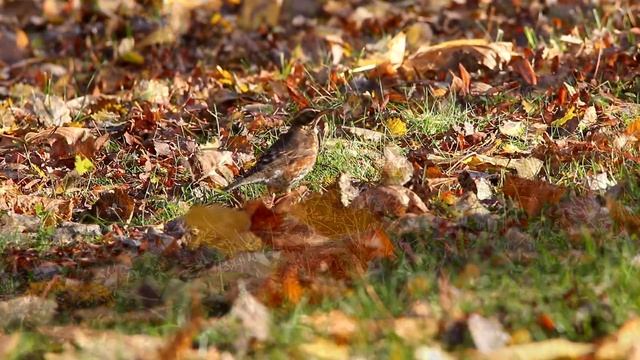Дрозд-белобровик на рябине. Turdus iliacus. Птицы Беларуси. смотреть онлайн