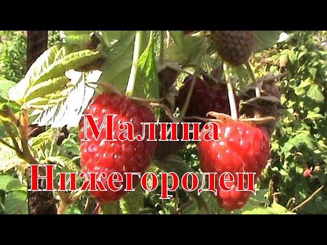 Малина Нижегородец смотреть онлайн