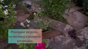 МУЛЬЧИРОВАНИЕ РОЗАРИЯ КАРТОНОМ | БОЙ С СОРНЯКАМИ ЗА КОПЕЙКИ