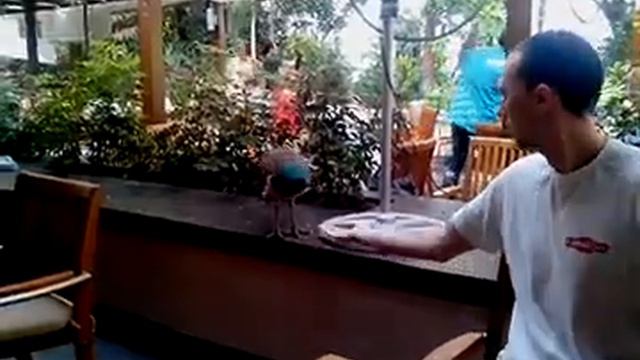 павлин кушает с руки смотреть онлайн