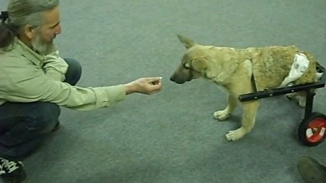 приучение к колясочке 2 смотреть онлайн