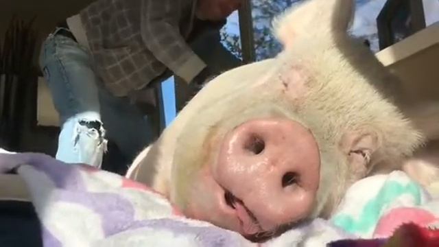 Видео,как свинья прется от счастья. The pig is very happy смотреть онлайн