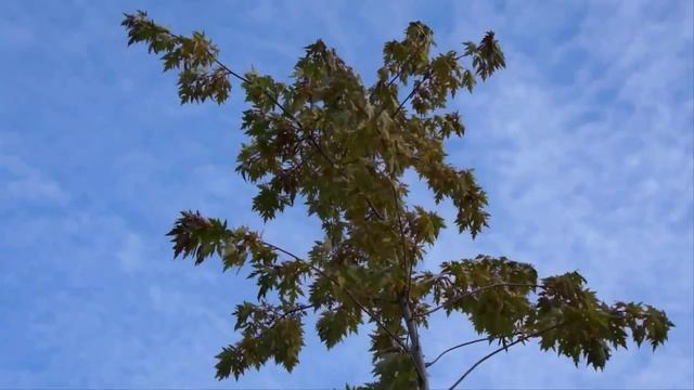 Молодой клён. Футаж смотреть онлайн