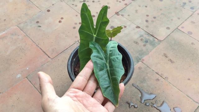 || ALOCASIA SARIAN || PLANT CARE TIPS ||