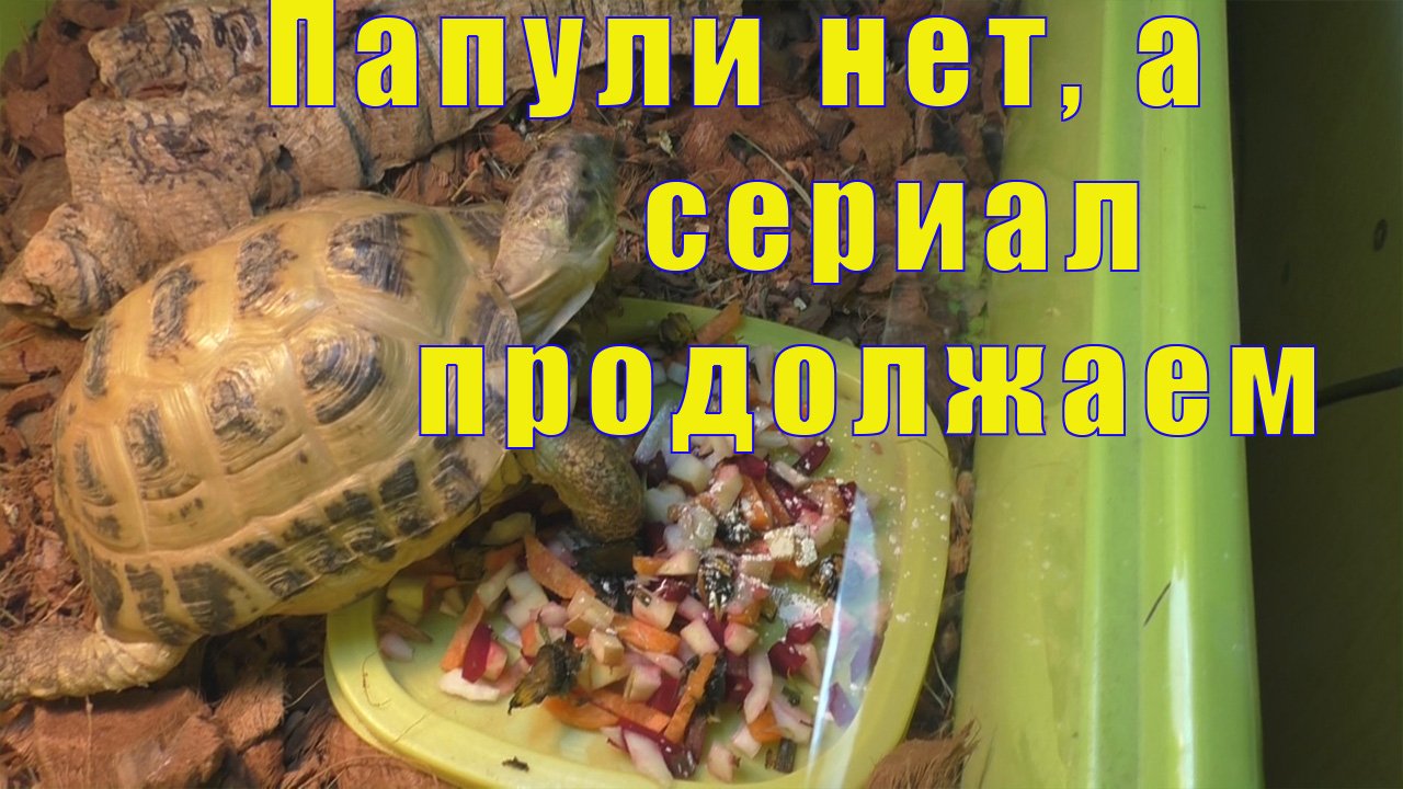 ПАПЫ НЕТ - А СЕРИАЛ ПРО ФИЛЮ ПРОДОЛЖАЕТСЯ