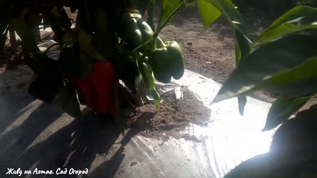 Важная подкормка для ПЕРЦА и БАКЛАЖАНОВ в августе смотреть онлайн