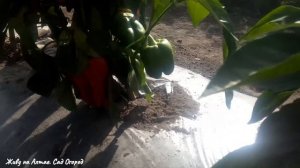 Важная подкормка для ПЕРЦА и БАКЛАЖАНОВ в августе