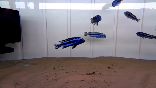 Pseudotropheus (Melanochromis) Cyaneorhabdos Maingano F1 смотреть онлайн