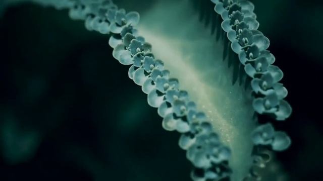 Sony alpha 58 with DT 50 mm F1.8 SAM | nature смотреть онлайн
