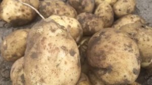 Картофель Бриз # ХАРАКТЕРИСТИКА КАРТОФЕЛЯ БРИЗ