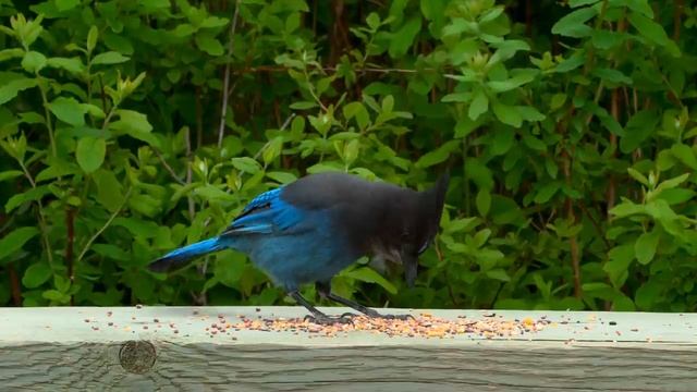 Cat TV for Cats to Watch ? Fascinating Birds and Their Squirrel Friends ? 8 Hours(4K HDR) смотреть онлайн