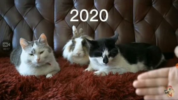 как развивался канал анука давайка