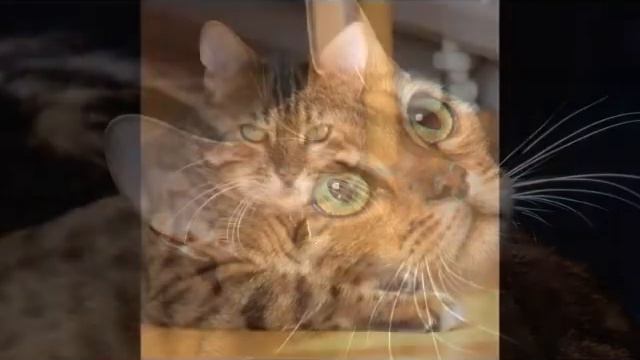 Бенгальская кошка бенгал — межродовой гибрид домашней кошки смотреть онлайн