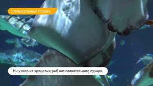 Приспособленность рыб к среде обитания