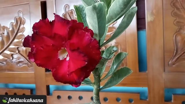 ADENIUM BUNGA TUMPUK DENGAN DAUN VARIGATA / VARIEGATED LEAF ID TANG NAPAKA смотреть онлайн