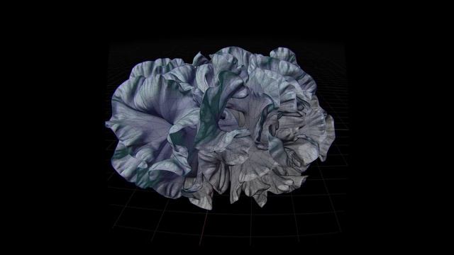 Meduse Pseudobiceros - Blender Differential Growth смотреть онлайн