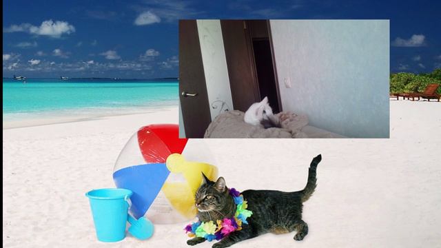 Несравненный Кот Влашич смотреть онлайн