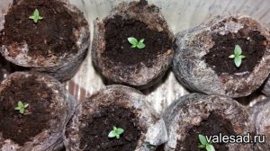 ЭУСТОМА. Подкормка и выращивание эустомы после появления всходов.