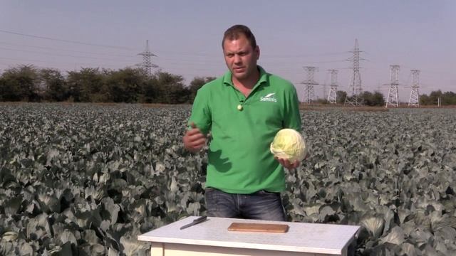 Линейка средне-поздних и поздних капуст от Seminis