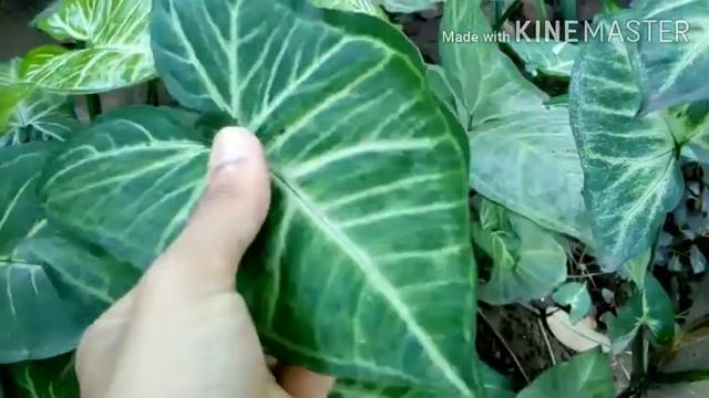 Syngonium / Arrow Head Plant Care, Propagation And Fertilizer.