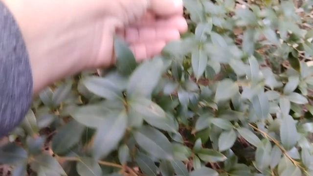 Османтус Берквуда. смотреть онлайн