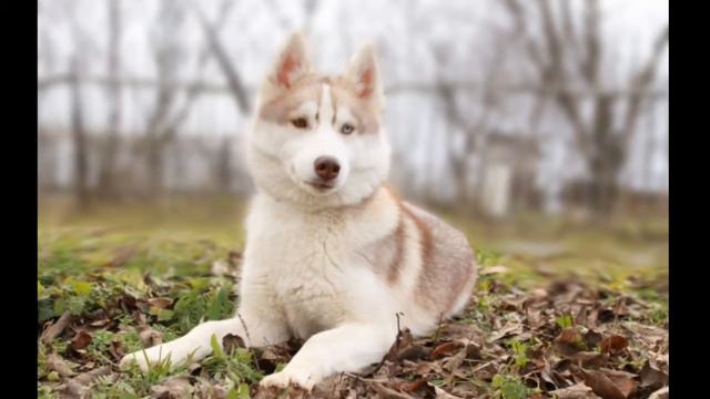 White Wolf TV_CCZ- посмотри это видео-_- смотреть онлайн