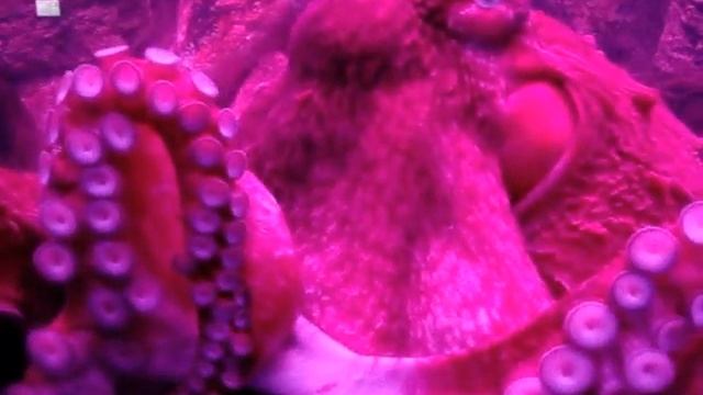 Огромный осьминог двигается и шевелится Giant octopus moves and moves. смотреть онлайн